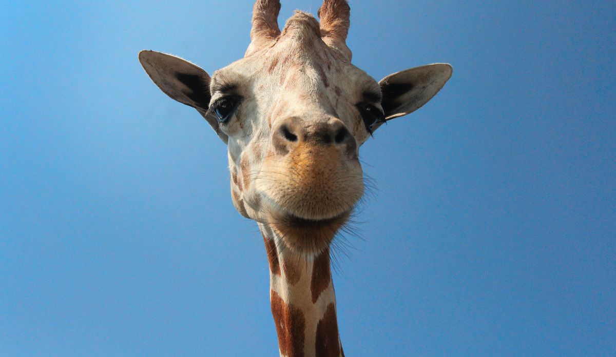 Photographie d'une girafe en gros plan sous un magnifique soleil
