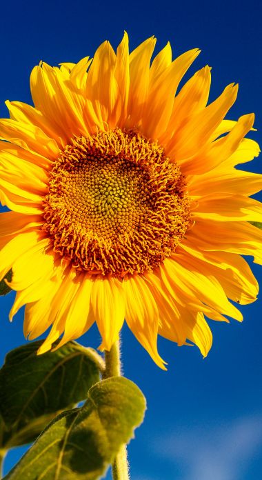 Photographie d'une fleur de tournesol sous un splendide ciel bleu