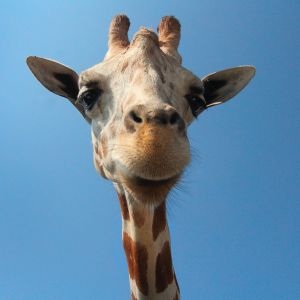 Photographie d'une girafe en gros plan sous un magnifique soleil