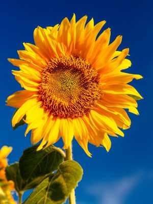Photographie d'une fleur de tournesol sous un splendide ciel bleu